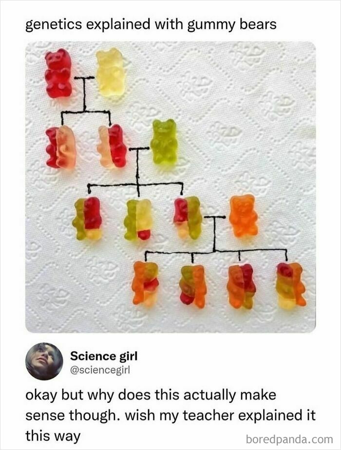 Genetics explained with gummy bears showing inheritance in a humorous meme