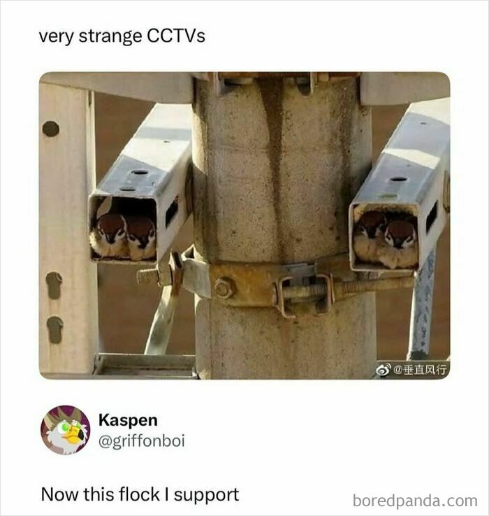 Funny meme with birds inside metal boxes called strange CCTVs funny meme