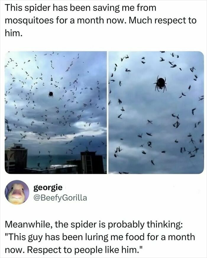 Spider catching mosquitoes in the sky with meme text about respect for the spider