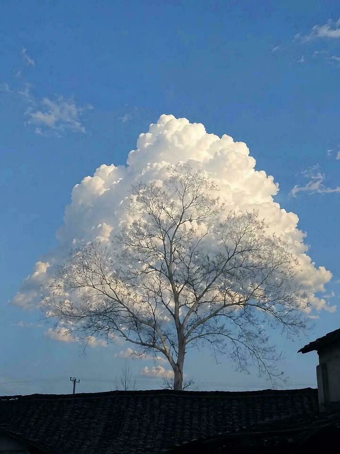 Cloud Perfectly Shaped And Aligned With A Tree