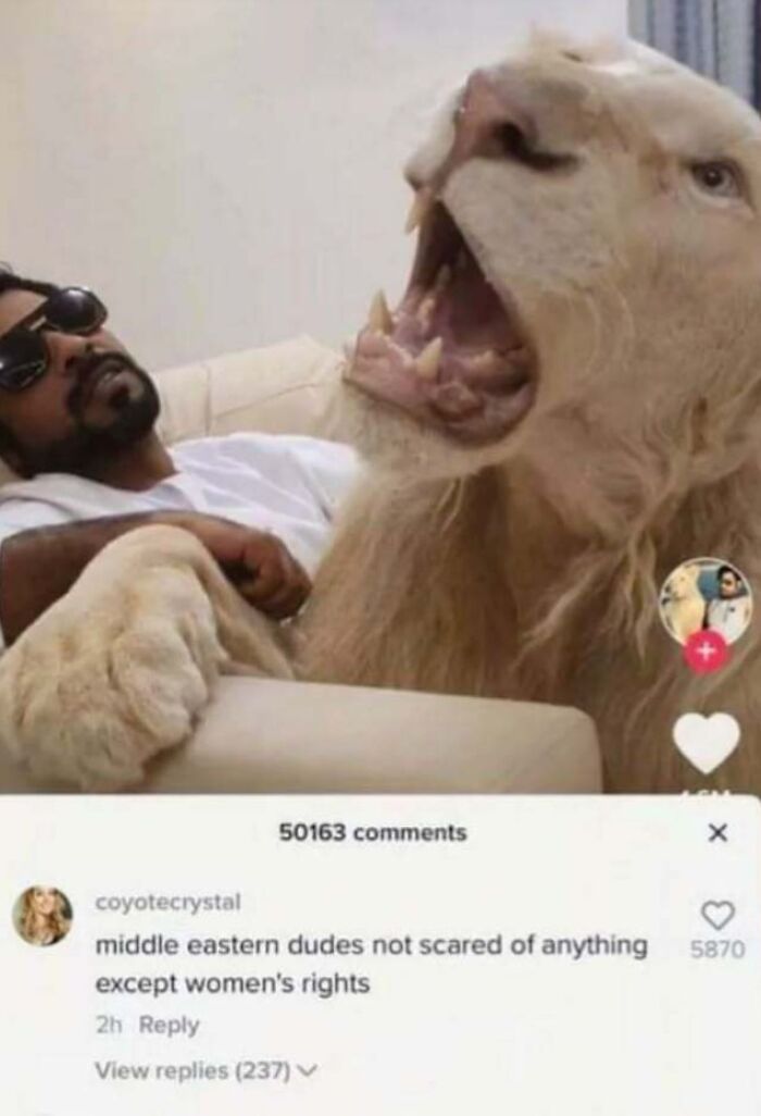 A perfect reply on TikTok shows a man and a lion, with a comment about men fearing women's rights.