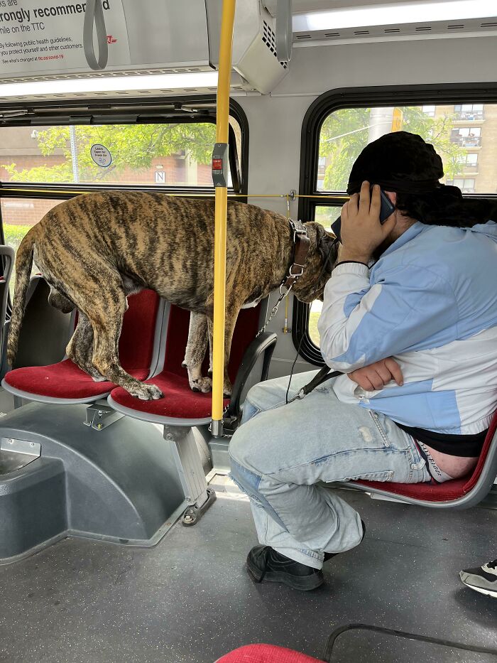 A large brindle dog stands on the seats of a bus in this example of public transport interactions