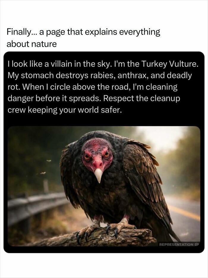 A turkey vulture on a log embodies the incredible nature of scavengers, a fascinating photo showing its unique role.