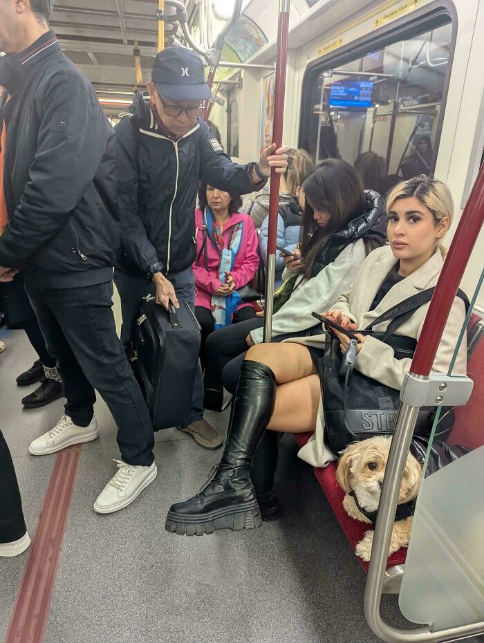 A small dog hidden under a seat on a train, showing unique public transport occurrences.