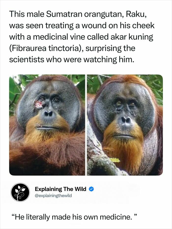 A male Sumatran orangutan, Raku, with a wound on his cheek, then after self-treating, showing incredible nature of animal self-medication.