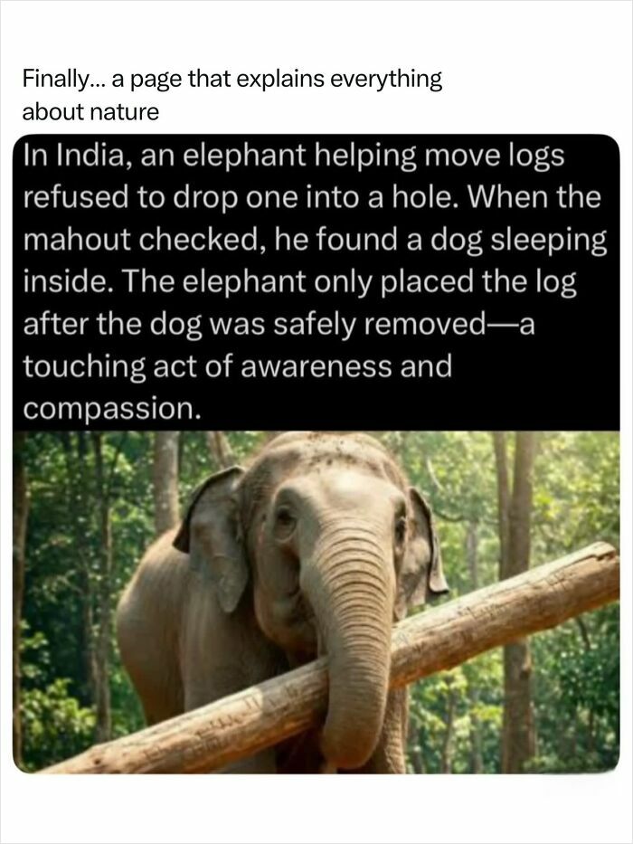 A compassionate elephant holding a log, demonstrating the incredible nature of animal awareness and care for a sleeping dog.