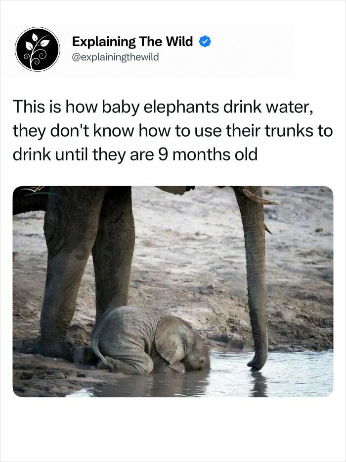 Fascinating photo of incredible nature: A baby elephant drinks water by kneeling in a puddle, as its trunk is still developing.