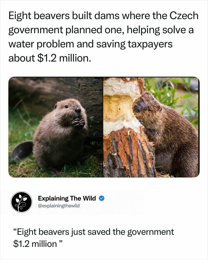 Incredible nature photo of beavers building dams, saving millions and showing nature's power.