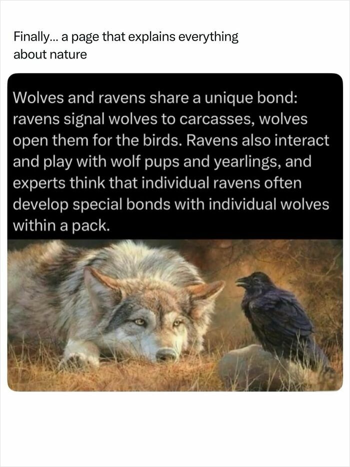 A wolf and a raven interacting, demonstrating the incredible nature of interspecies bonds.