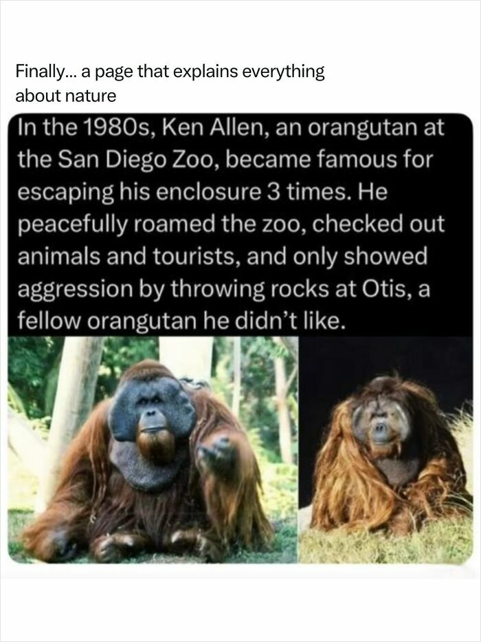 Ken Allen, an orangutan, is a fascinating photo displaying his incredible nature and intelligence at the San Diego Zoo.