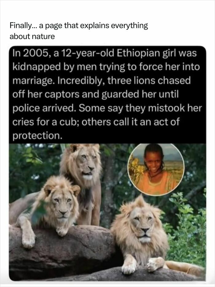 Three lions guarding a young Ethiopian girl, an incredible act of nature's protection.