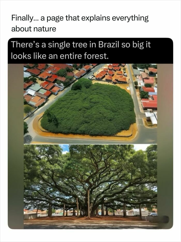 Fascinating aerial photo of a single, massive tree in Brazil that looks like an entire forest, an incredible nature fact.