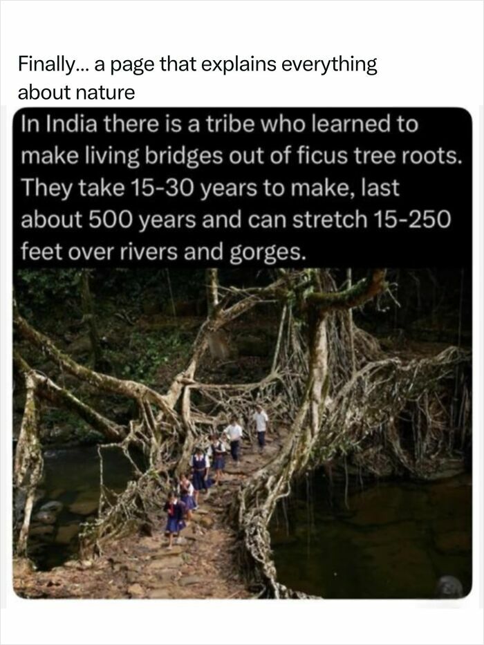 Fascinating nature image of a living root bridge in India, an incredible feat of nature.