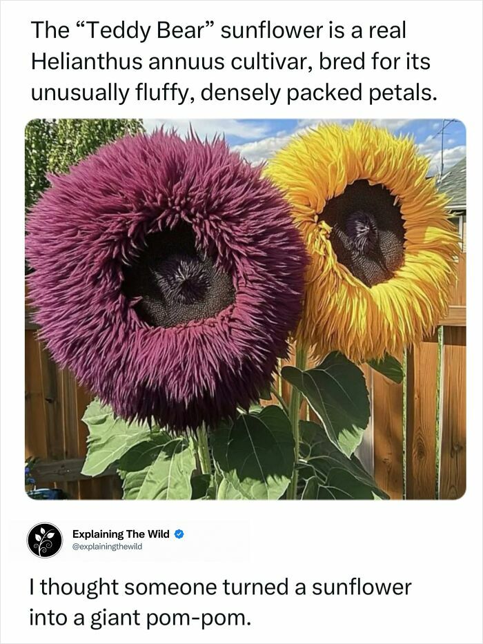 Fascinating photo of incredible nature: Teddy Bear sunflowers with fluffy, densely packed purple and yellow petals.