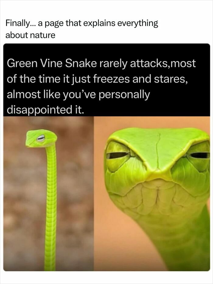 A Green Vine Snake, displaying its unique features in incredible nature.