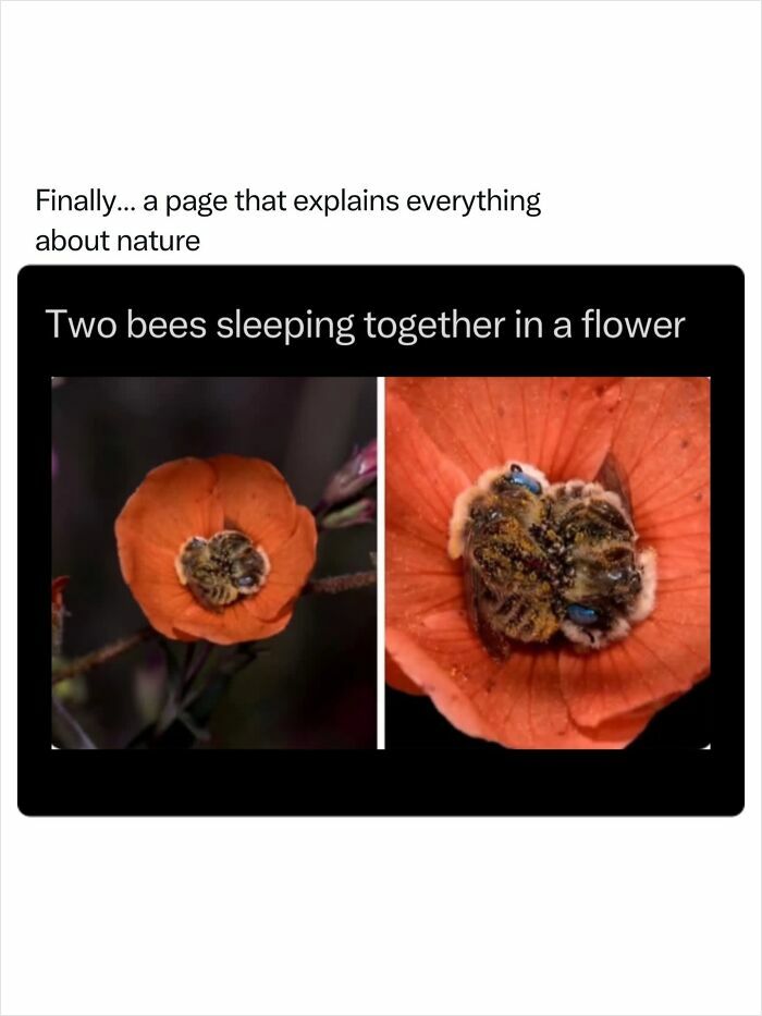 Two bees sleeping together in a flower, showing incredible nature.