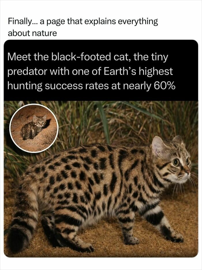 A black-footed cat, a tiny predator, showcasing incredible nature with its high hunting success rate.