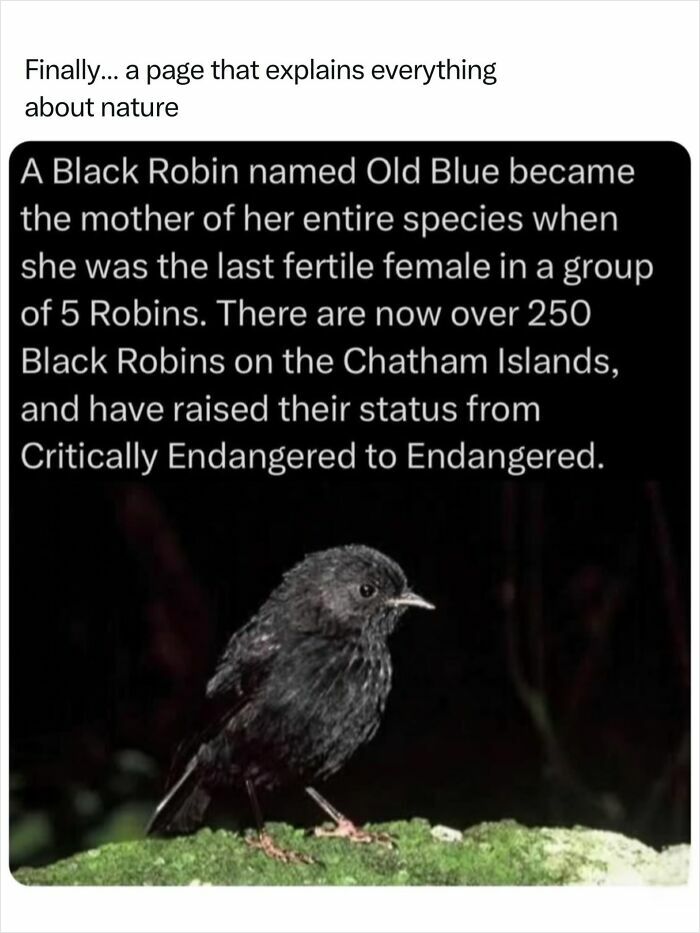 A Black Robin, Old Blue, perched on moss, symbolizing fascinating nature and species recovery.