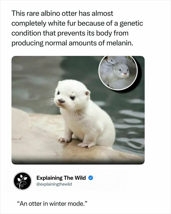 A fascinating photo of a rare albino otter with white fur, an incredible nature fact.