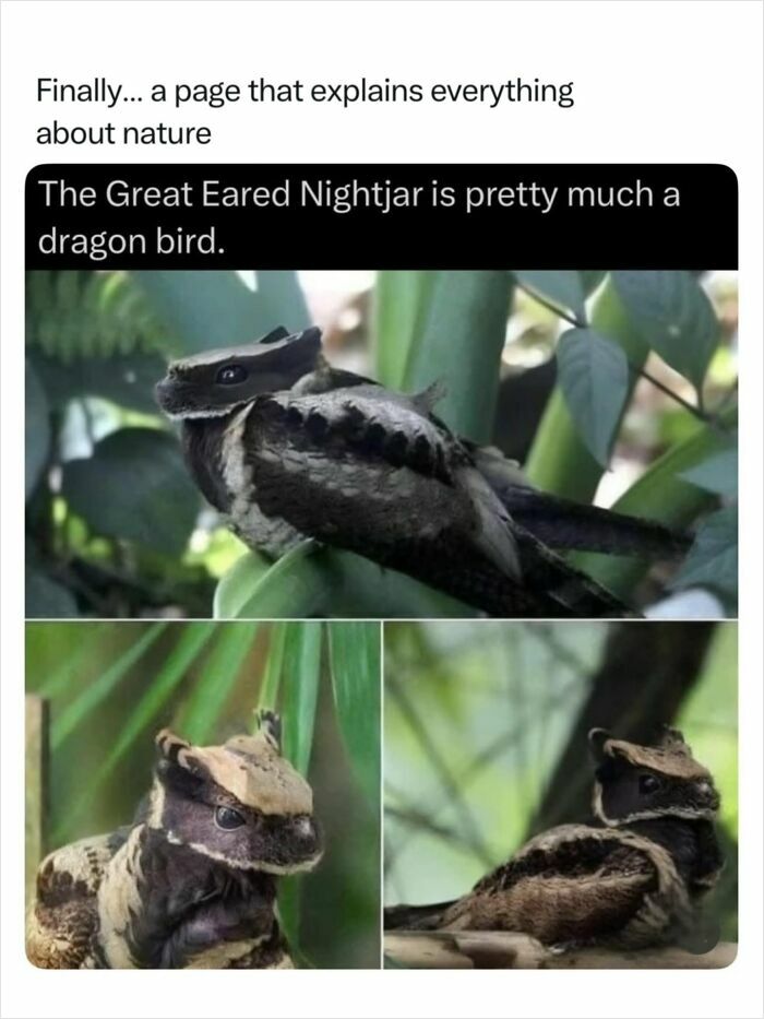 Fascinating nature photo of a Great Eared Nightjar, a remarkable dragon bird.