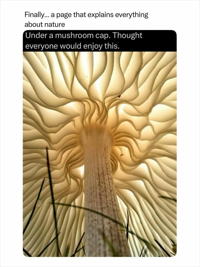 An underside view of a mushroom cap revealing intricate gills, a fascinating photo of nature's details.
