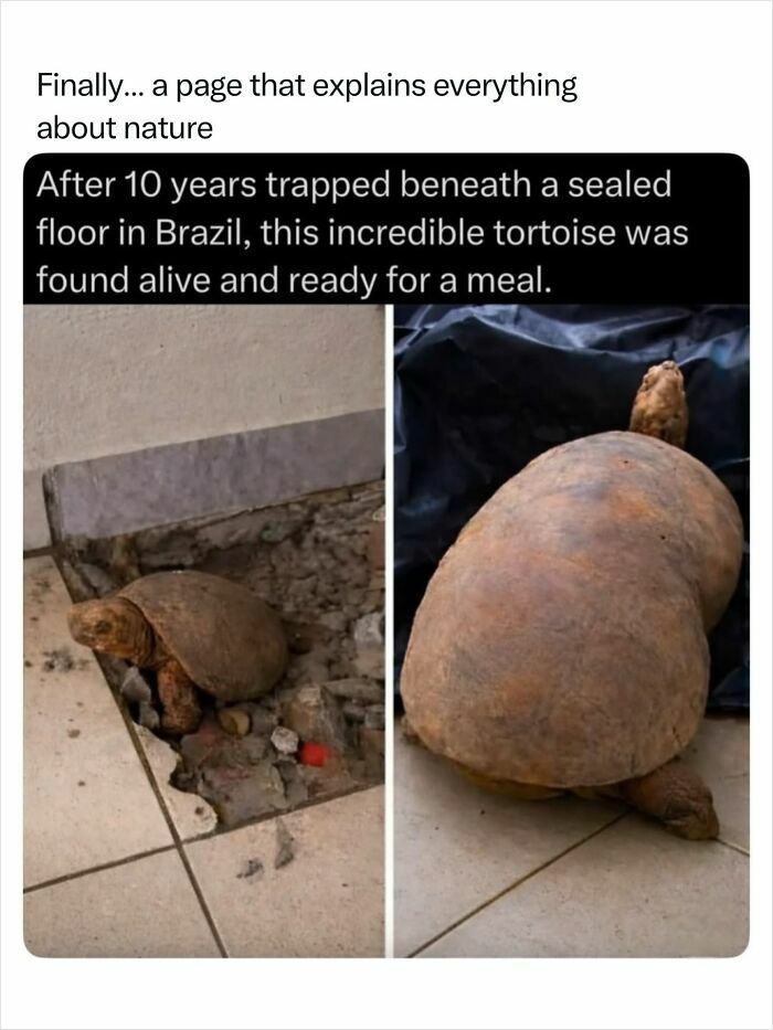 An incredible tortoise found alive after 10 years, emphasizing the fascinating facts of nature's resilience.