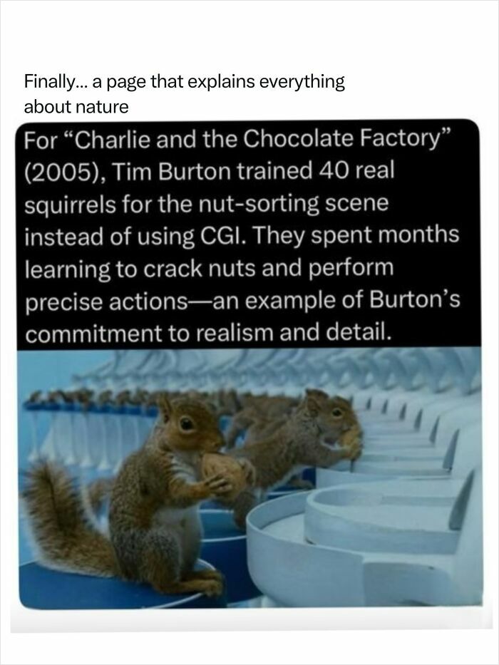 Trained squirrels sorting nuts, revealing the fascinating nature of animal training for film.