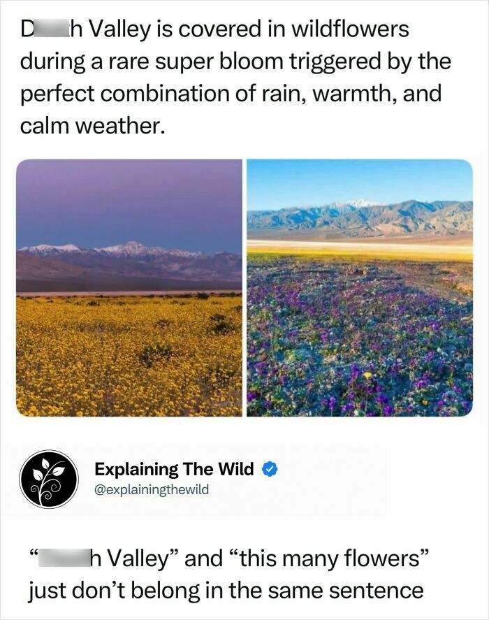 Fascinating photo of D***h Valley covered in incredible nature wildflowers during a rare super bloom.