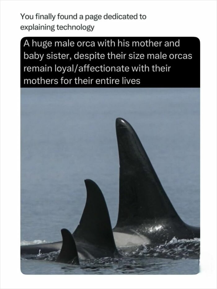 Three orcas, a huge male, his mother, and baby sister, showcasing the incredible nature of family bonds.