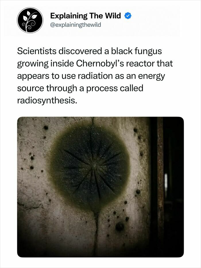 A black fungus growing inside Chernobyl's reactor using radiation as an energy source, an incredible nature fact.