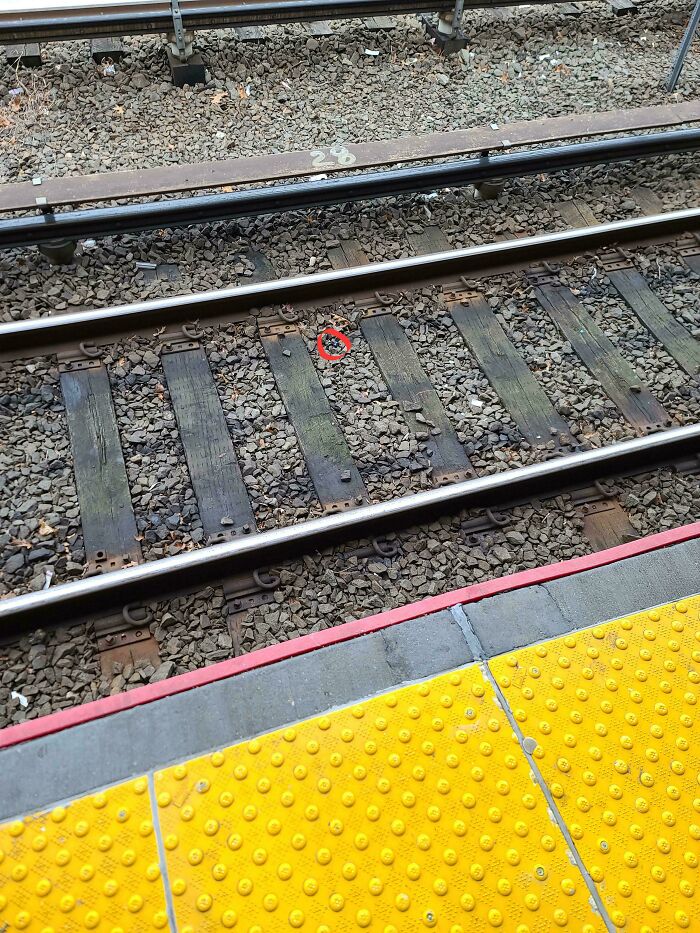 Red circle highlighting an object on public transport train tracks next to platform