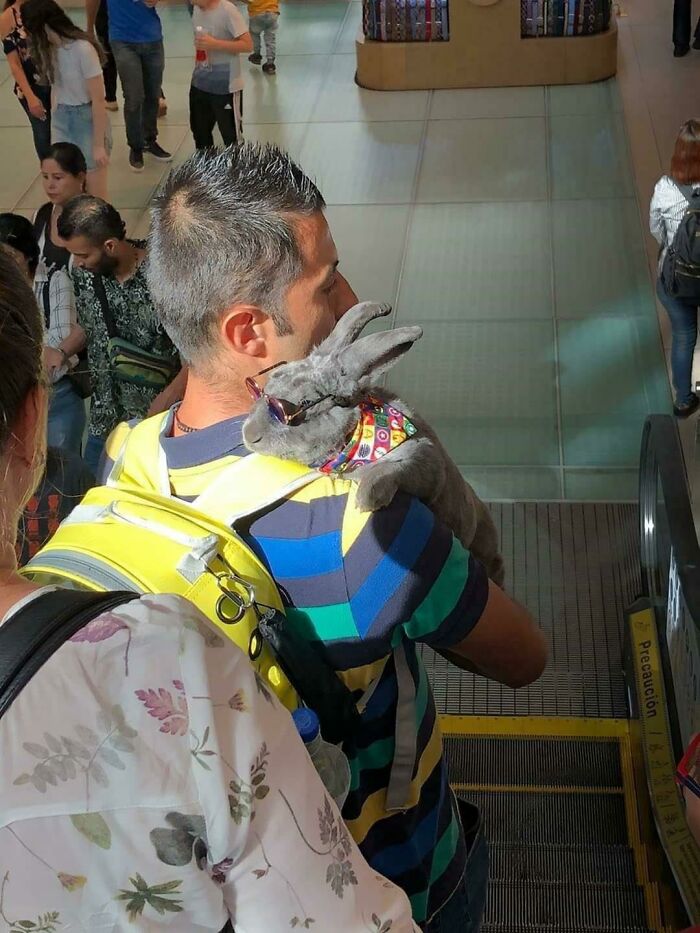 A man with a large grey pet rabbit wearing sunglasses on his shoulder, showing public transport interactions.