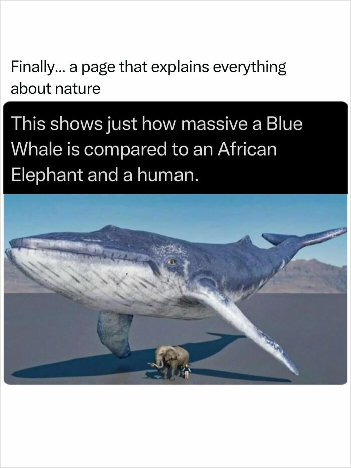 A massive blue whale next to an African elephant and a human, highlighting the incredible nature of its size.