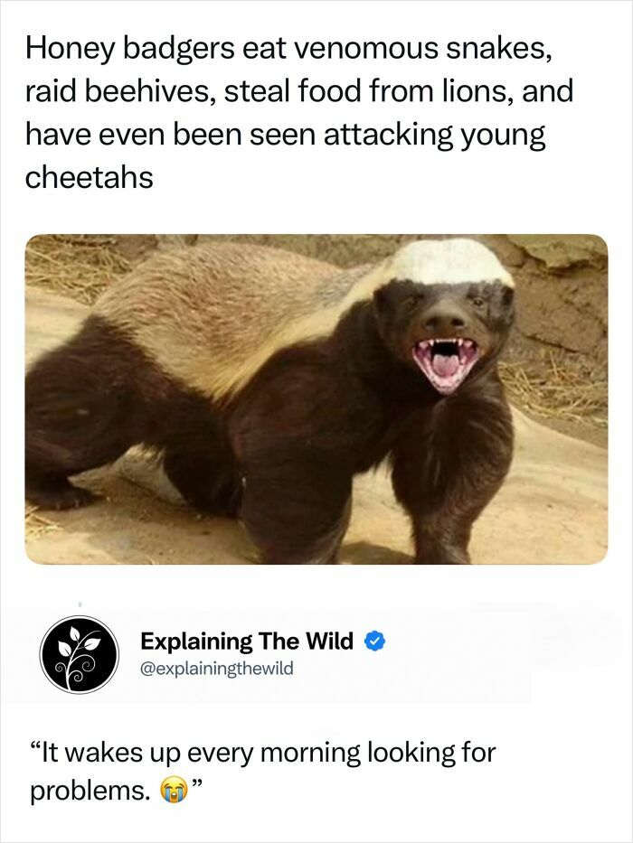 A honey badger shows its incredible nature, baring teeth, a testament to its formidable reputation and fascinating photos.