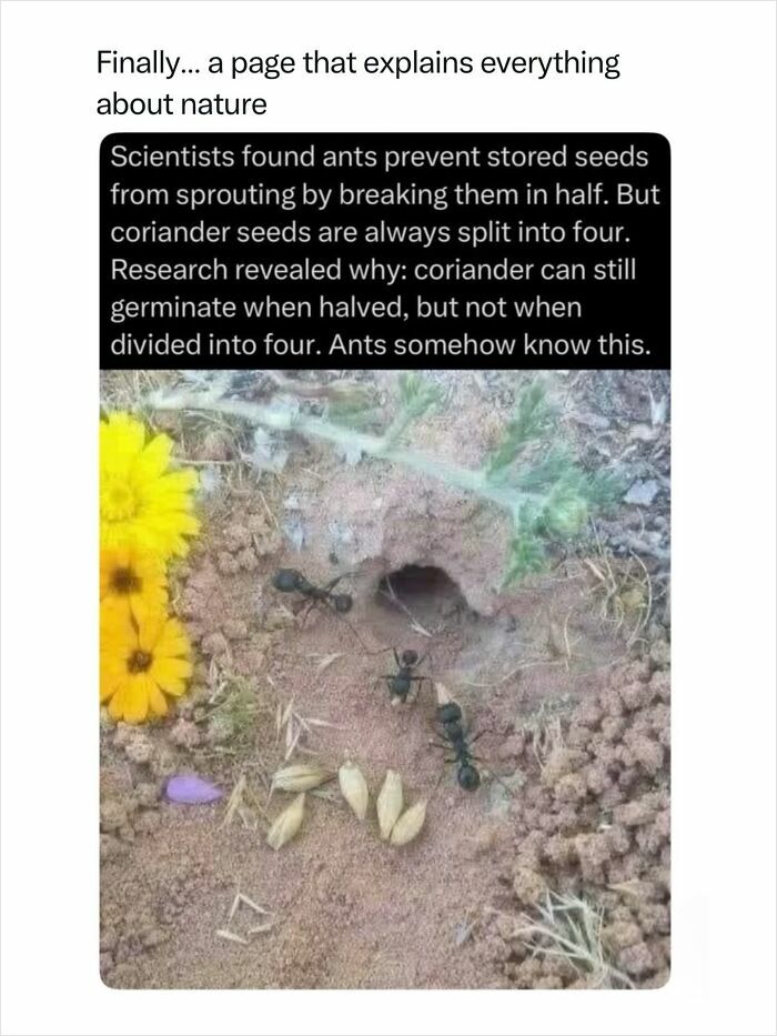 Fascinating nature scene of ants preventing seeds from sprouting, showcasing incredible nature facts.