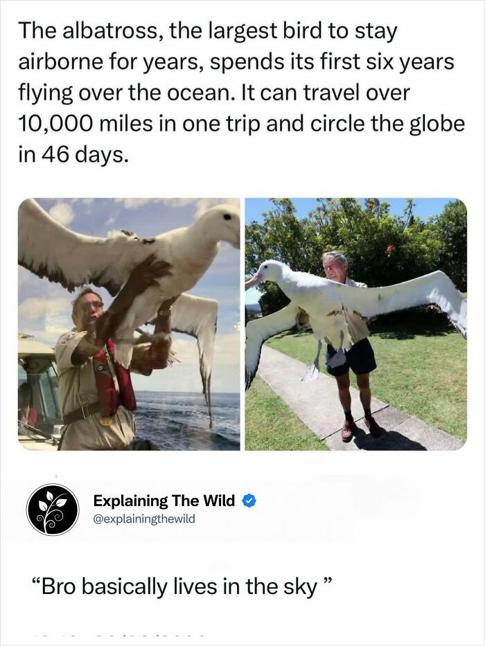 A man holding a large albatross with its wings spread, illustrating the incredible nature of this large bird.