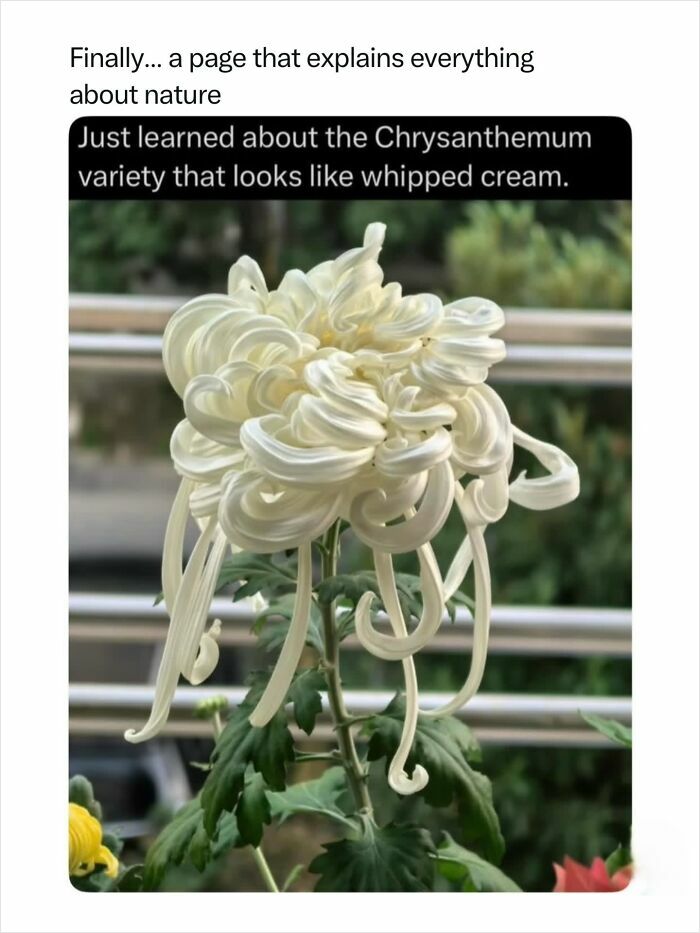 Fascinating photos show an incredible nature chrysanthemum variety resembling whipped cream.