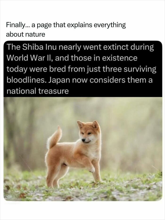 A cute Shiba Inu puppy, a fascinating breed of dog, stands in a field, showcasing incredible nature.