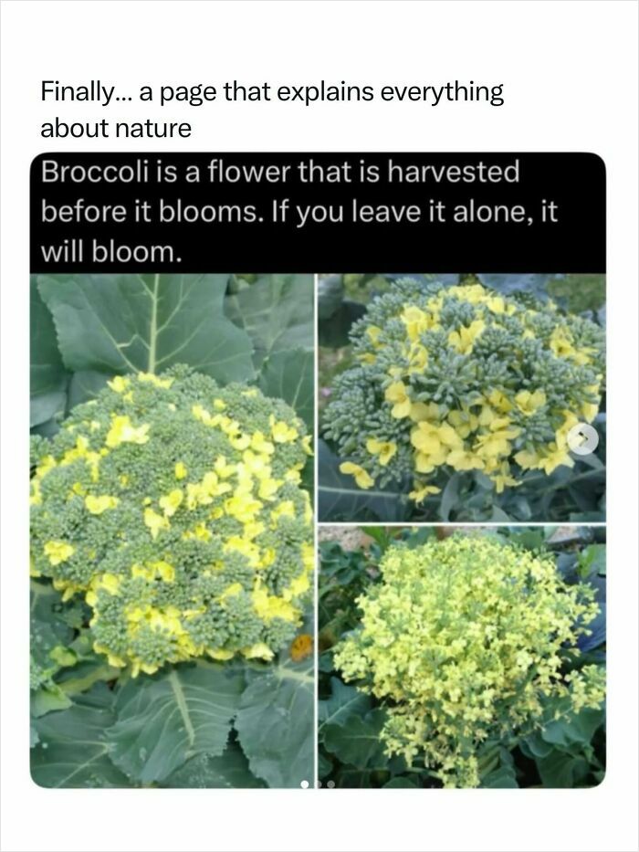 A series of photos showing broccoli florets blooming with small yellow flowers, revealing incredible nature.
