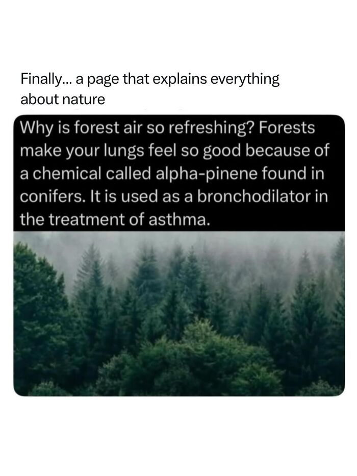 A dense forest of conifers, showing the incredible nature of alpha-pinene and its refreshing effect on forest air.