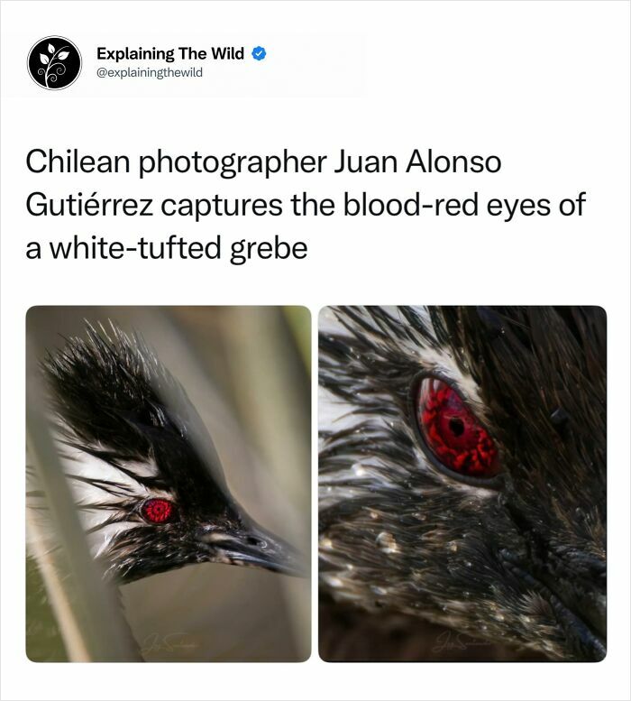 Close-up photos of a white-tufted grebe with blood-red eyes, revealing the incredible nature of wildlife.