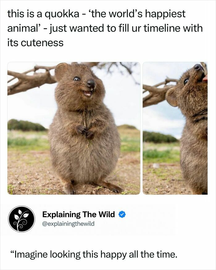 Fascinating photos of an incredible nature quokka, known as the world's happiest animal.