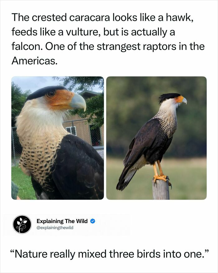 Incredible nature facts about the crested caracara, a unique falcon-vulture-hawk.
