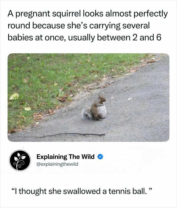 A perfectly round pregnant squirrel on a path, showcasing the incredible nature of animal pregnancies with multiple babies.