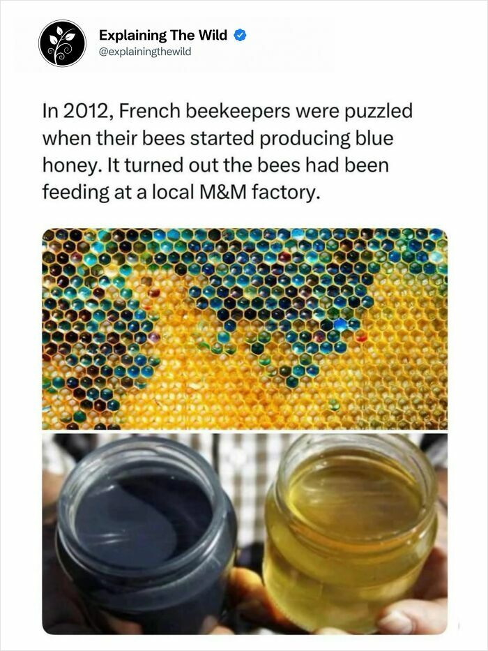 Fascinating facts about blue honey in a honeycomb, an incredible nature phenomenon.