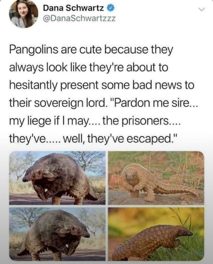 A tweet about cute pangolins acting hesitant, perfect for internet comments lists
