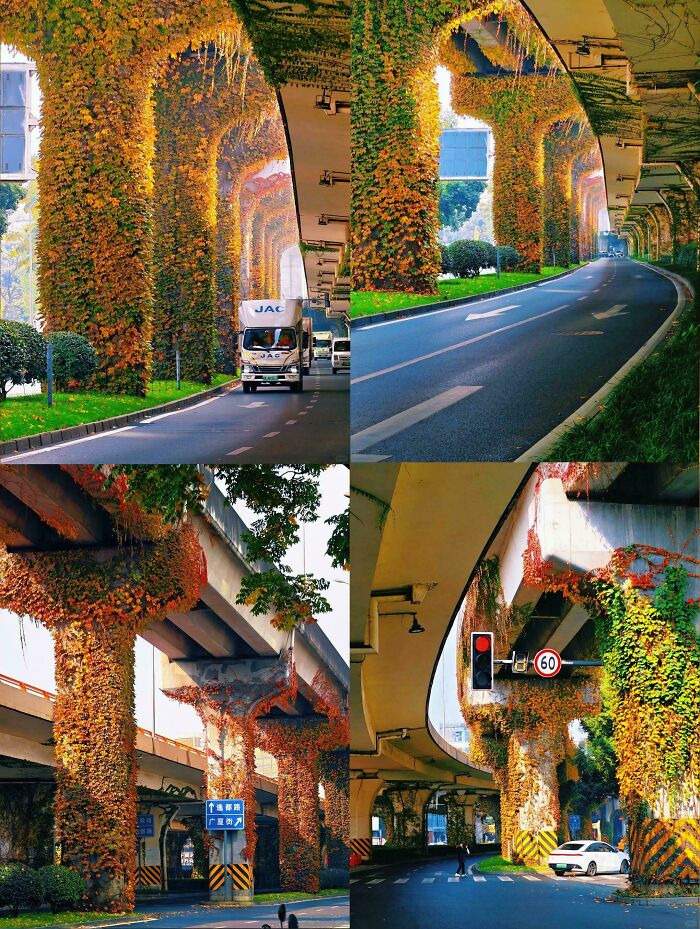 Four views of highway overpass pillars covered in lush green and orange ivy, blending nature and infrastructure.