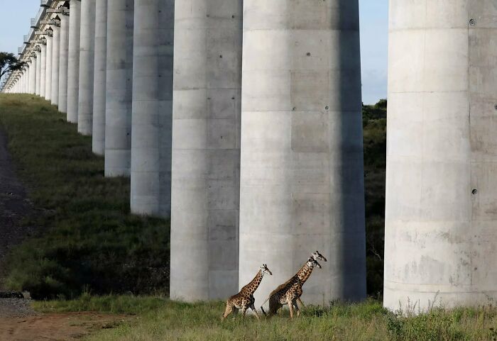 Modern transport infrastructure showing giant concrete columns of a railway bridge with giraffes walking below