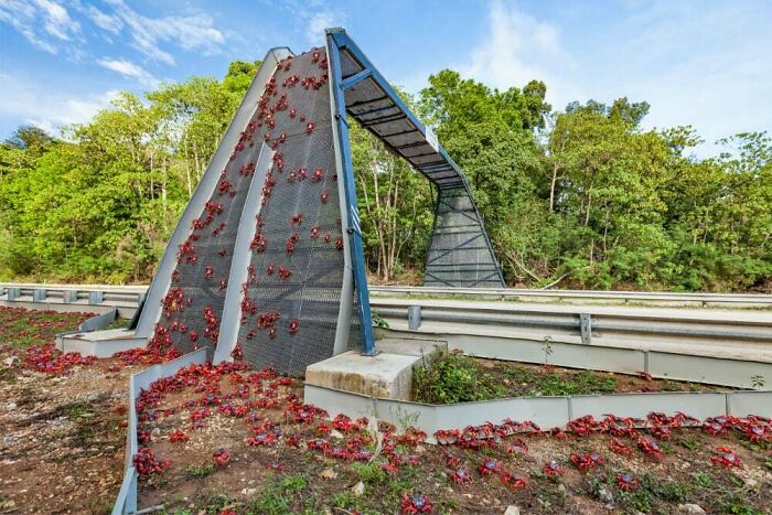 Specialized wildlife crossing bridge infrastructure designed for red crabs to safely cross a road