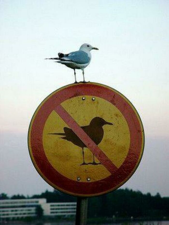Seagull perched on a no birds allowed sign near a body of water